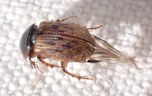 Nimbus contaminatus